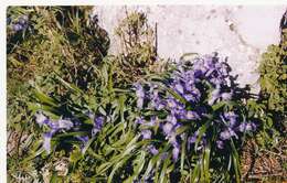 Imagem de Iris planifolia (Mill.) T. Durand & Schinz