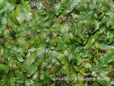 Image of Marchantia pinnata Steph.