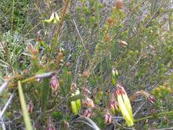 Plancia ëd Erica viridiflora subsp. viridiflora