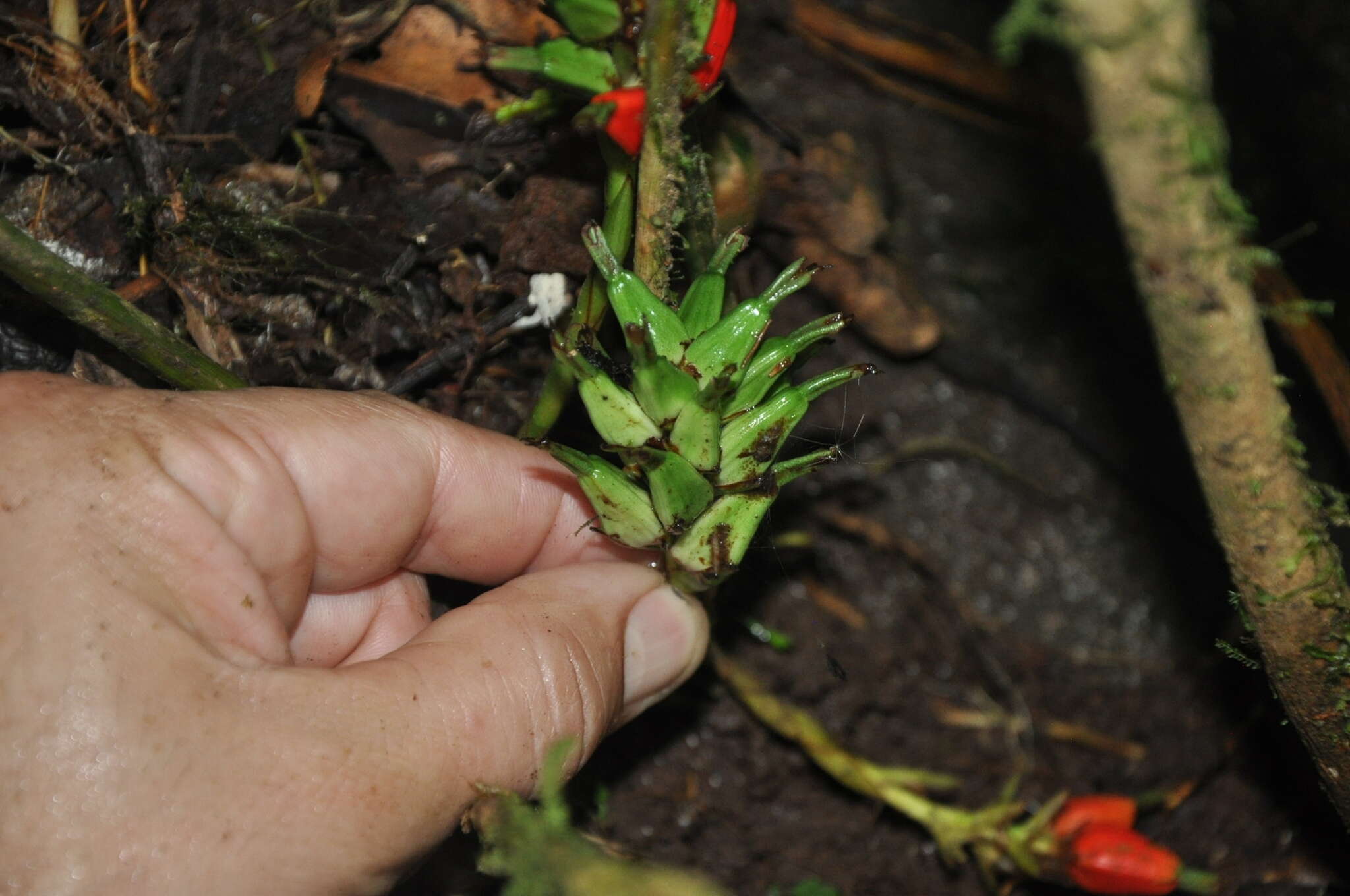 Image of Renealmia erythrocarpa Standl.