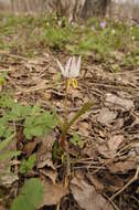 Imagem de Erythronium sibiricum (Fisch. & C. A. Mey.) Krylov