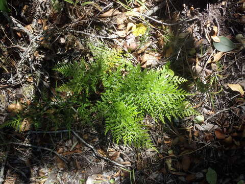 Asplenium adiantum-nigrum var. solidum (Kunze) J. P. Roux的圖片