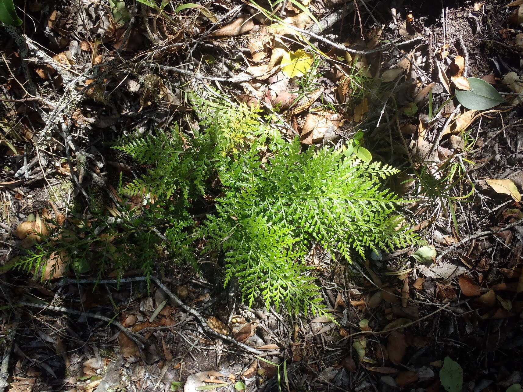 Image of Asplenium adiantum-nigrum var. solidum (Kunze) J. P. Roux