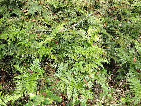 Image of Maxonia apiifolia (Sw.) C. Chr.