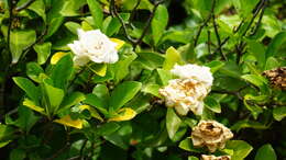 Image of Gardenia jasminoides var. fortuneana (Lindl.) H. Hara