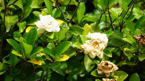 Image of Gardenia jasminoides var. fortuneana (Lindl.) H. Hara