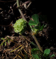 Image de Medicago doliata Carmign.