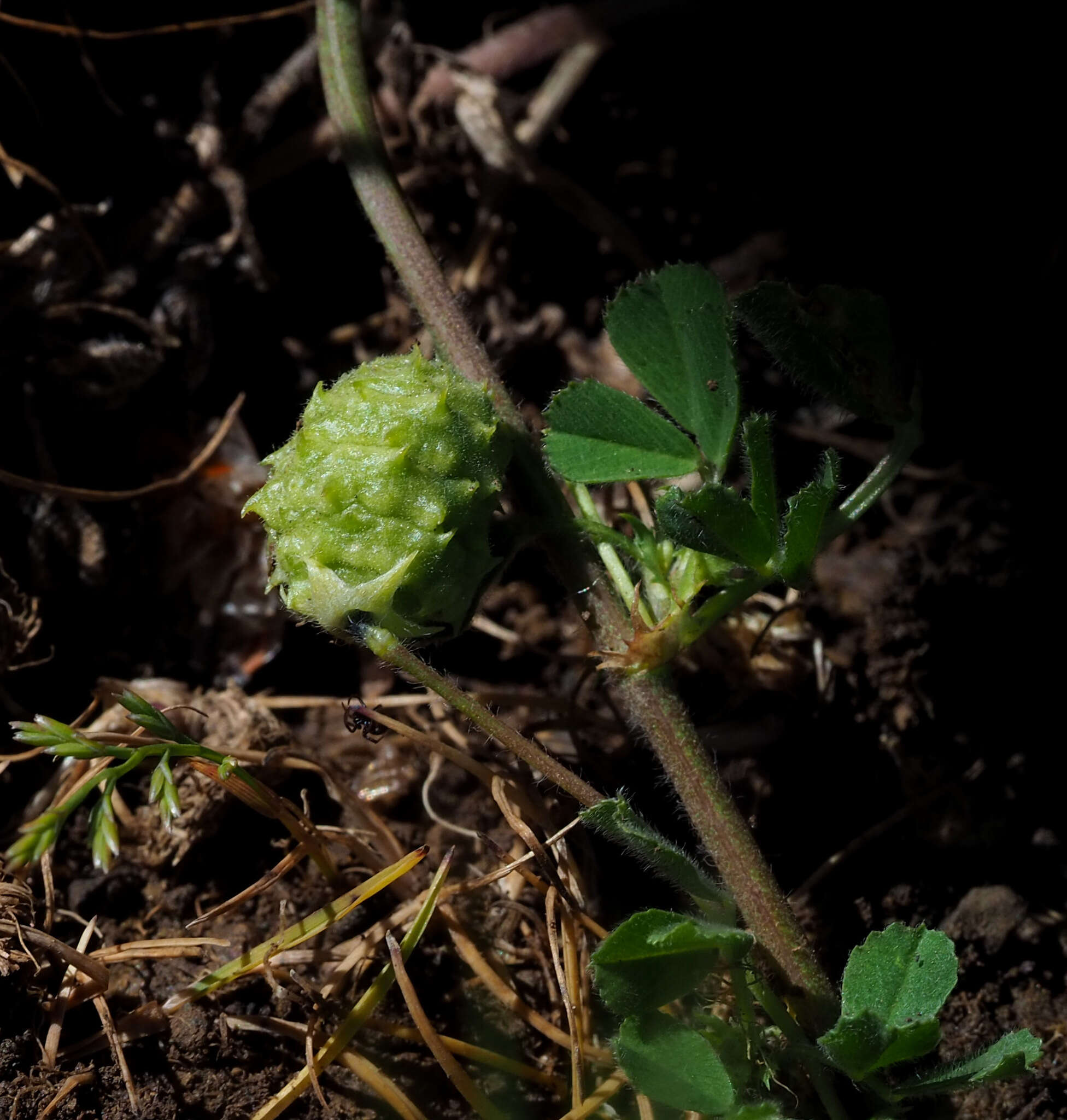 Image de Medicago doliata Carmign.