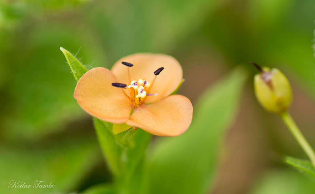 Image of Murdannia lanuginosa (Wall. ex C. B. Clarke) G. Brückn.