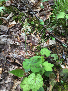 Image of Tiarella stolonifera G. L. Nesom