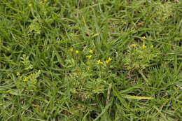 Слика од Tagetes foetidissima Hort. ex DC.