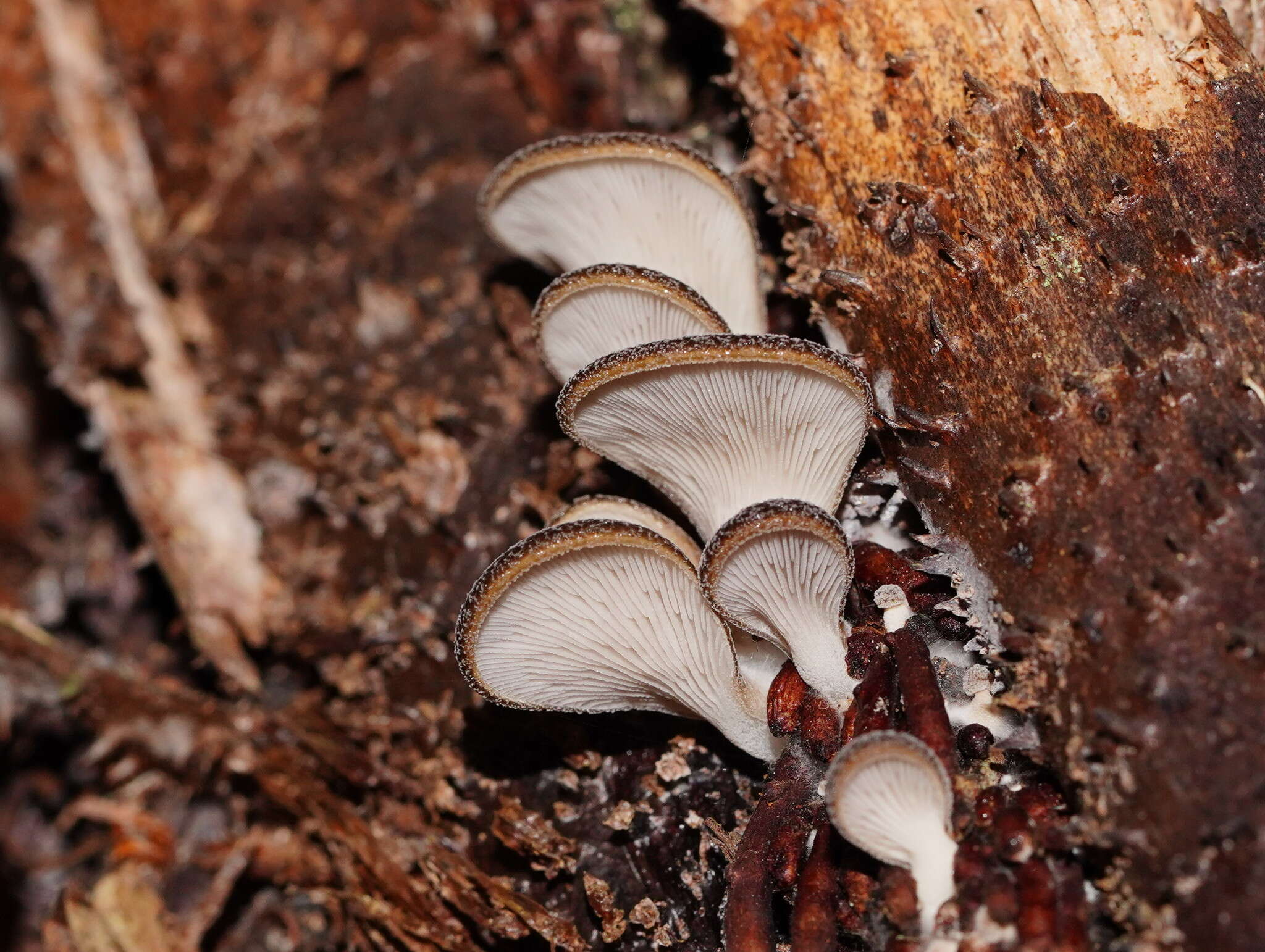 Plancia ëd Pleurotus australis Sacc. 1891