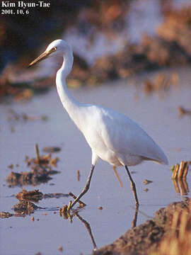 Image of Intermediate Egret