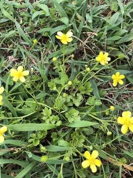 Imagem de Ranunculus ternatus C. P. Thunberg ex A. Murray