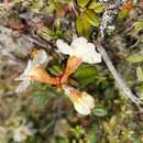 Image of Rhododendron pendulum Hook. fil.