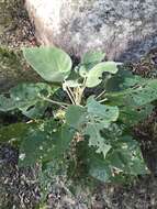 Image of Astrotricha cordata A. R. Bean