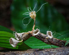 Gymnopus montagnei (Berk.) Redhead 2014 resmi