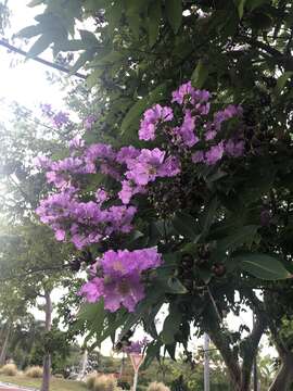 صورة Lagerstroemia speciosa (L.) Pers.