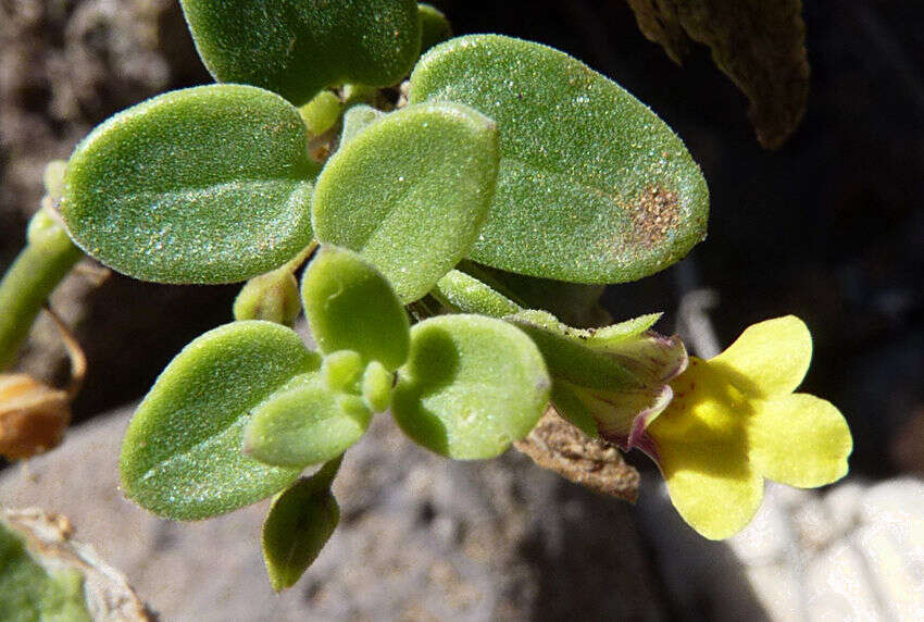 Image of Nanorrhinum elegans (G. Forst.) Ghebr.