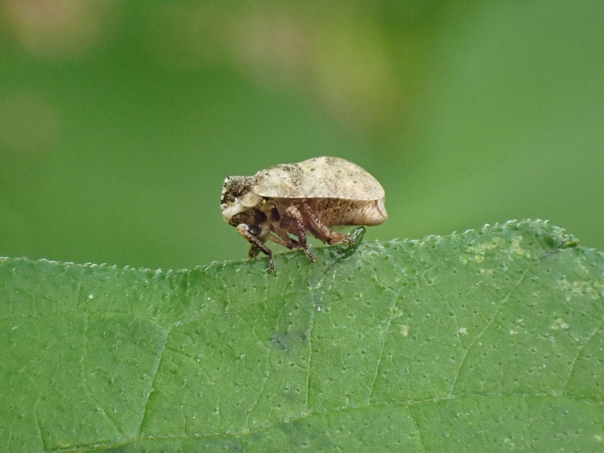 Image of Paralixes scutatus (Walker 1858)