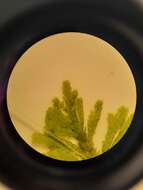 صورة Hypopterygium tamarisci Bridel ex C. Müller 1850