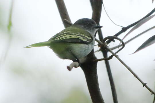 Image of Gray Elaenia