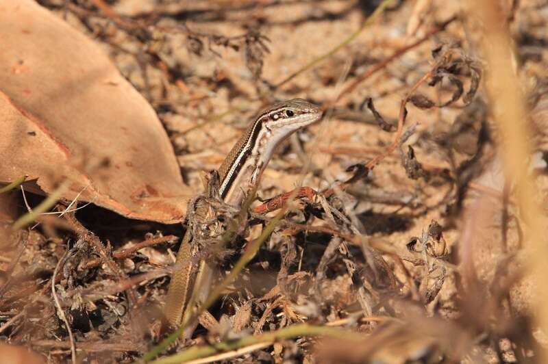 Image of Lowlands Plain-backed Ctenotus