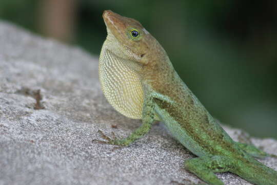 Image of Saint Lucia tree lizard