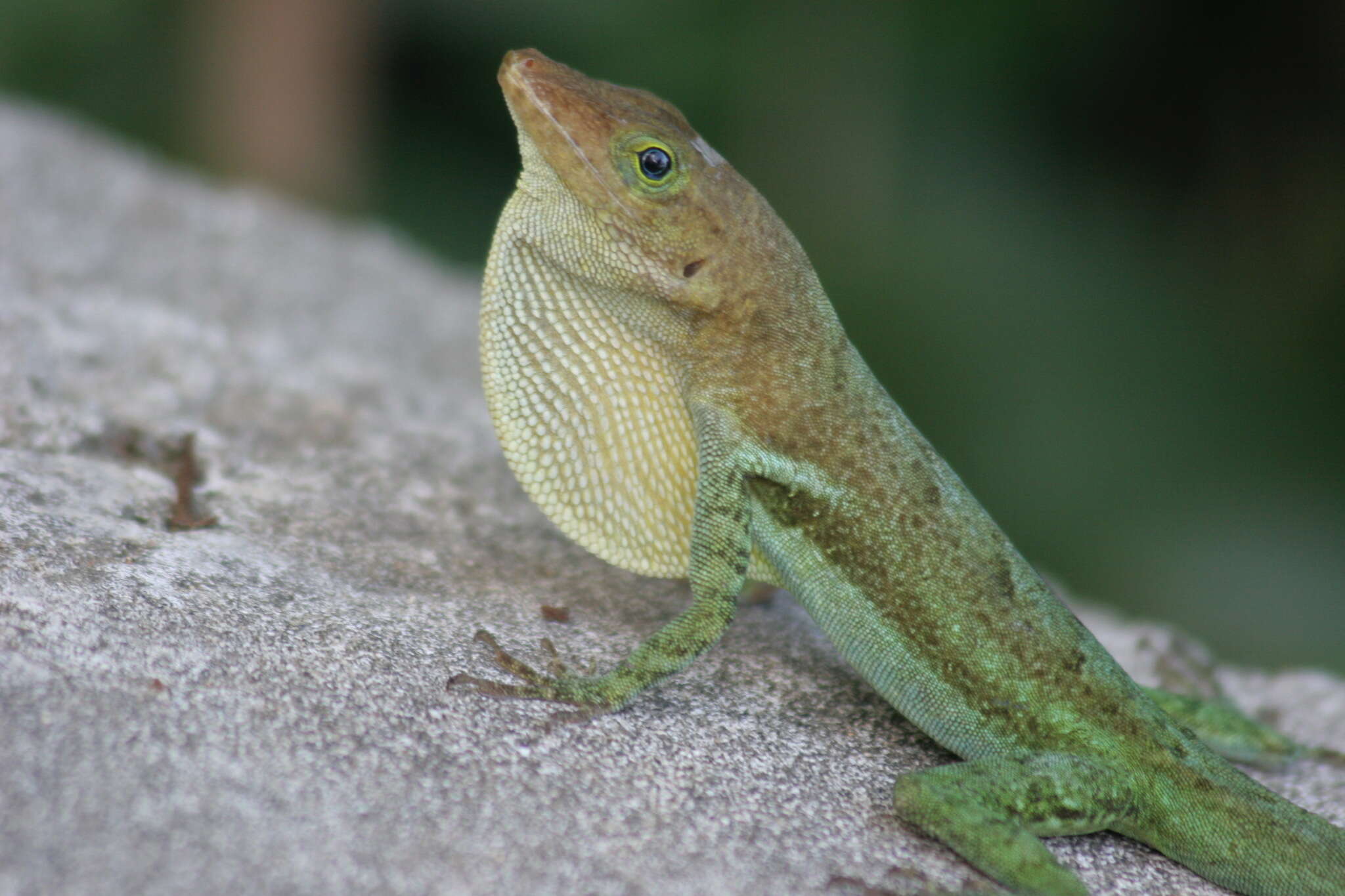 Anolis luciae Garman 1887的圖片