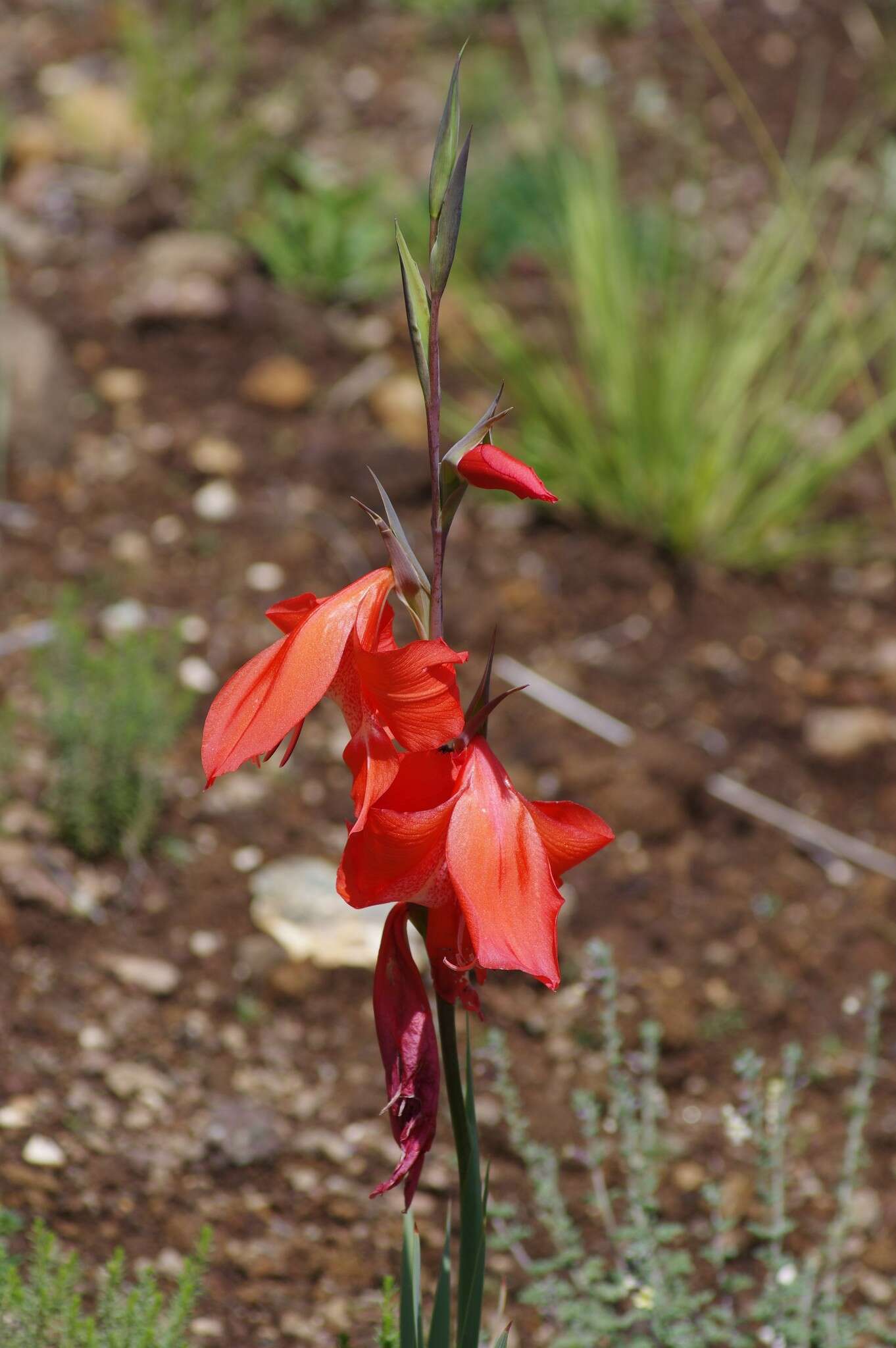 Imagem de Gladiolus saundersii Hook. fil.