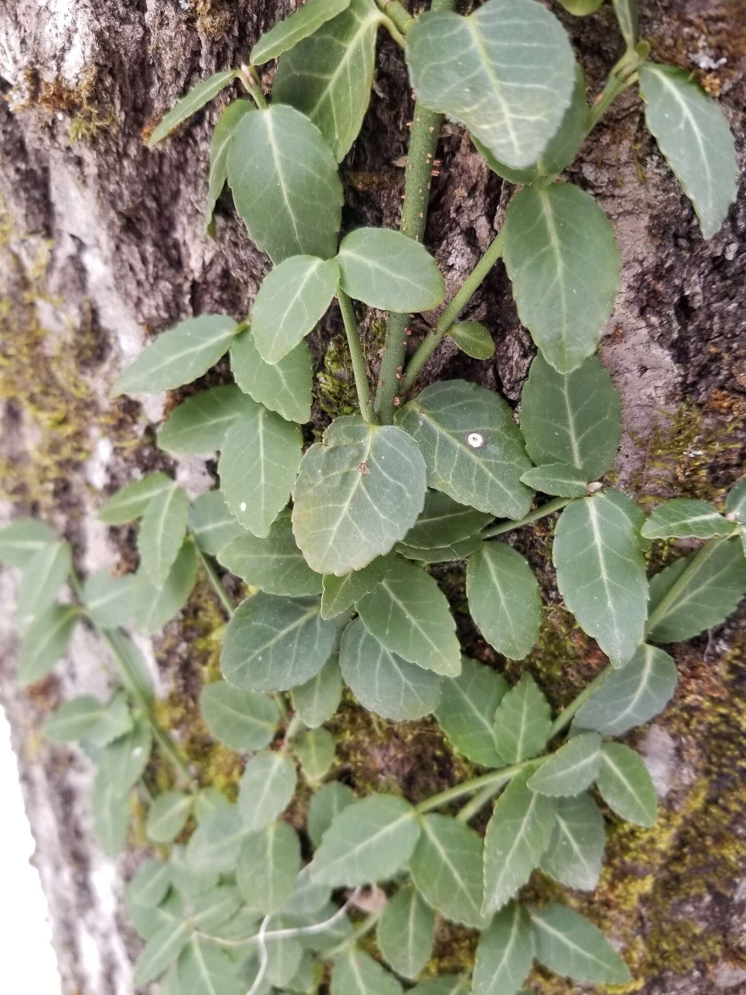 Image of winter creeper