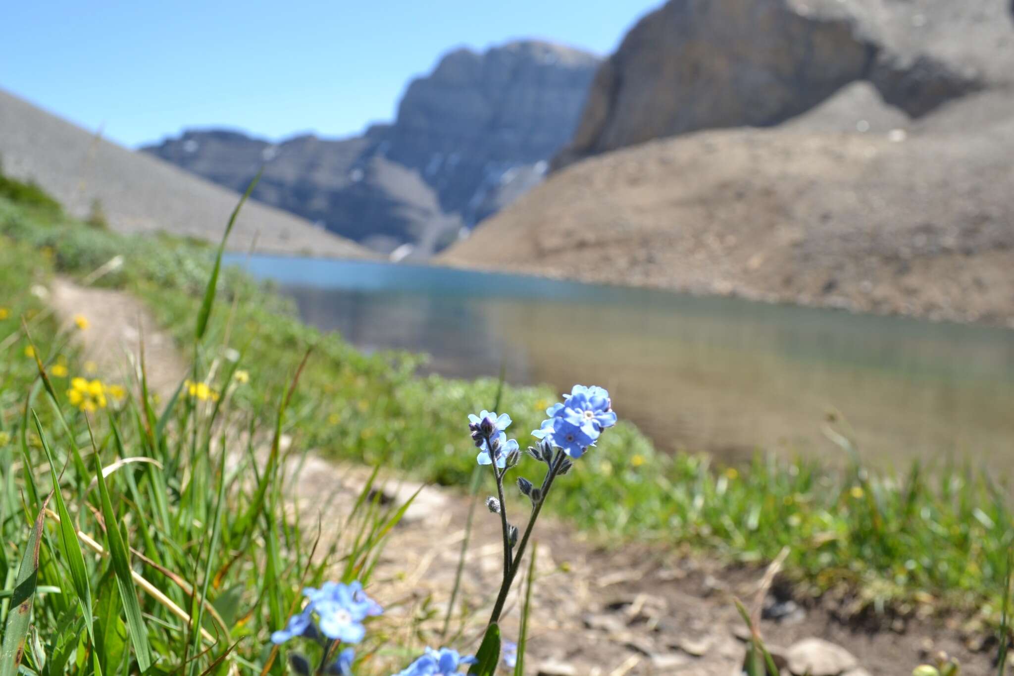 Plancia ëd Myosotis asiatica (Vesterg.) Schischkin & Sergievskaja