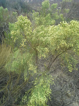 Image of desertbroom