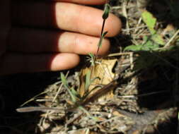 Image of hayfield tarweed