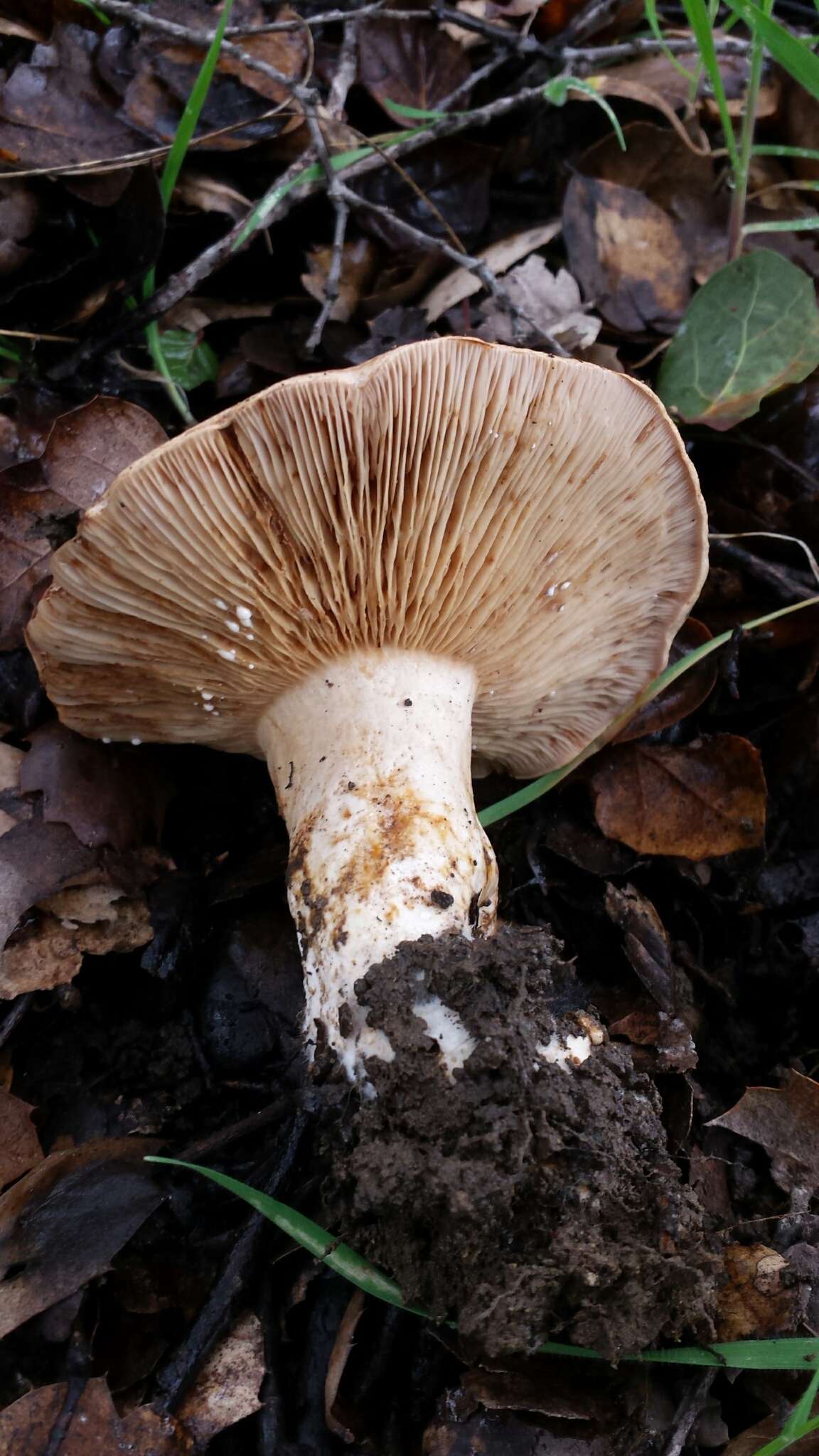 Слика од Lactarius argillaceifolius Hesler & A. H. Sm. 1979