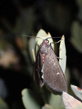 Image of Euchaetes zella Dyar 1902