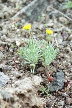 Image of sagebrush fleabane