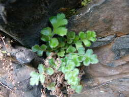 Sivun Asplenium subglandulosum (Hook. & Grev.) Salvo, Prada & T. E. Diaz kuva