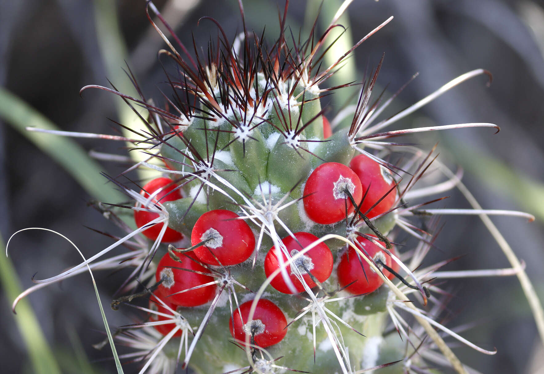 Imagem de Mammillaria poselgeri Hildm.