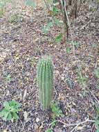 Image of Cephalocereus nudus