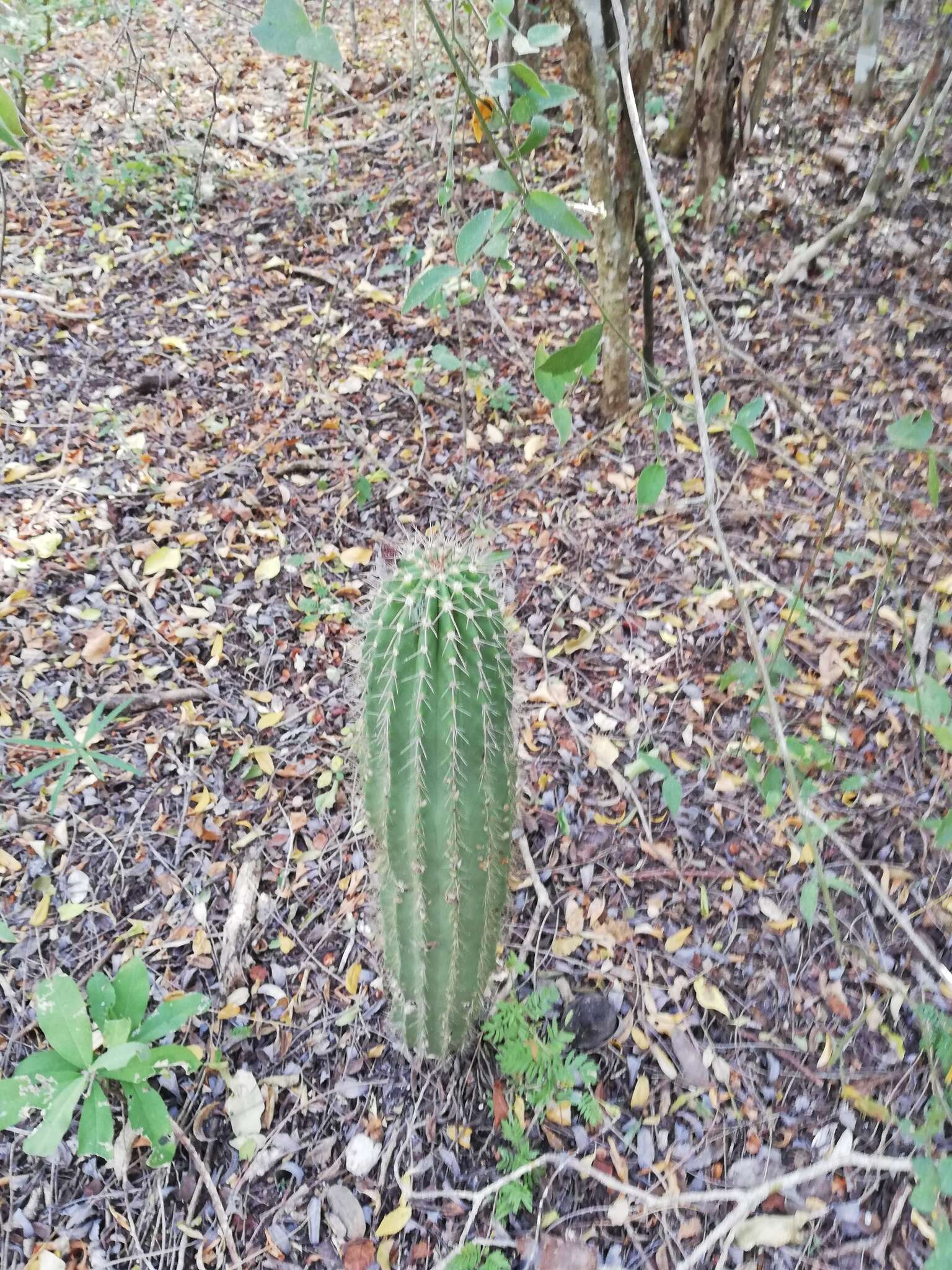 Image of Cephalocereus nudus