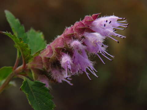 Image de Elsholtzia argyi H. Lév.