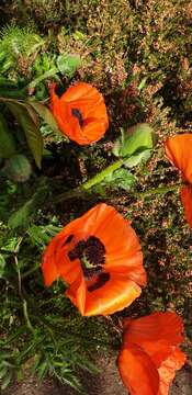 Image of Oriental poppy