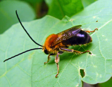 Image of Eucera longicornis (Linnaeus 1758)