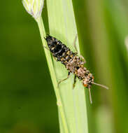 Image of Ontholestes haroldi (Eppelsheim 1884)