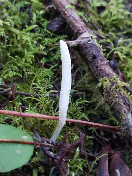 Image of Clavaria falcata Pers. 1794