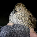 Image of Striped Flufftail