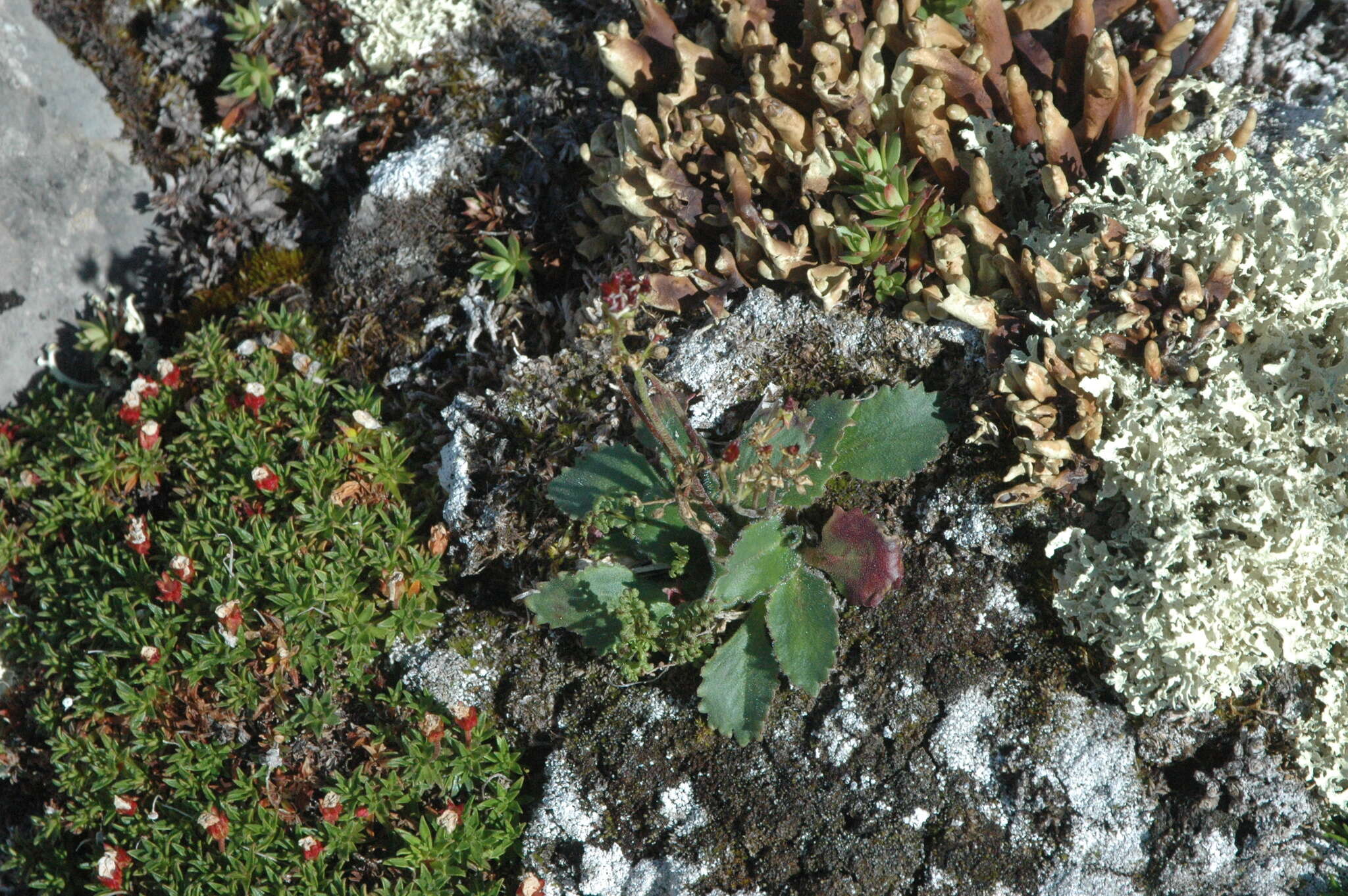 Plancia ëd Micranthes reflexa (Hook.) Small