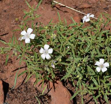 Image of Monsonia burkeana Planch. ex Harv. & Sond.