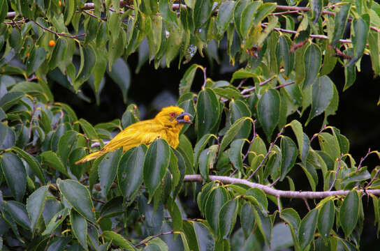 Image of African Golden Weaver